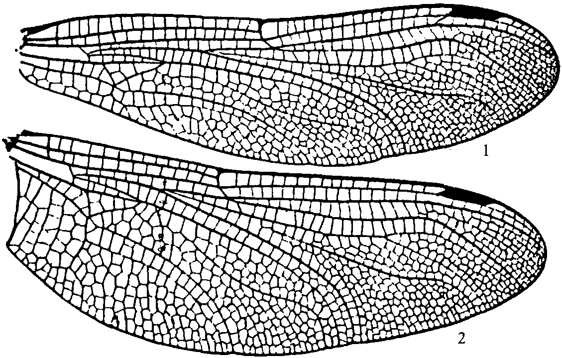 长尾蜓属，1842